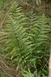 Asplenium lyallii. Mature plants with 2‑pinnate fronds. 
 Image: L.R. Perrie © Leon Perrie CC BY-NC 3.0 NZ